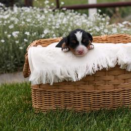 Stone - Tri-color male Bernedoodle puppy in Payson, Utah from Little Diamond Doodles