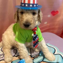 Dallas - Cream male Poodle puppy in Mobile, Alabama from Semmy’s Standard Poodle LLC