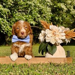 Blue boy - Red male Bernedoodle puppy in Silver Creek, Georgia from Sweet Georgia Doodles