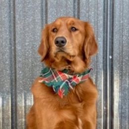 Golden Retrievers from Don’t Stop Retrieving, LLC