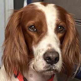Irish Red and White Setter puppies from Waidman IRWS