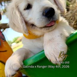 Rey - Light golden female Golden Retriever puppy in Cashion, Oklahoma from Aurum Purus Golden Retrievers