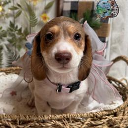 Glinda (Susie) - Dapple female Dachshund puppy in Fayetteville, West Virginia from Loop Creek Dachshunds
