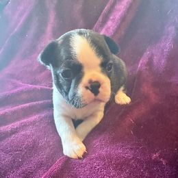 Girl 2 - Black brindle and white female Boston Terrier puppy in Brookville, Ohio from Best Friend Bostons