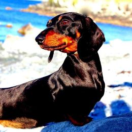 Cara - Dachshund