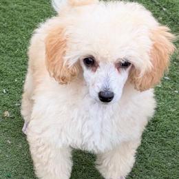 Kayce - White male Poodle puppy in Birmingham, Alabama from Stormborn