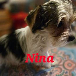 Nina - Parti female Yorkshire Terrier puppy in Zuni, Virginia from Serendipity Yorkies