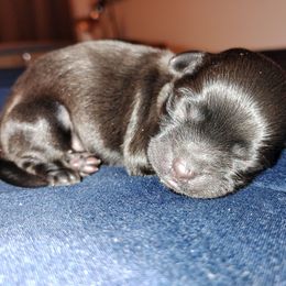 Boy 2 - Black male Havanese puppy in Kinston, North Carolina from Court Jester Havanese and Prissy Diva Russian Salon Dogs