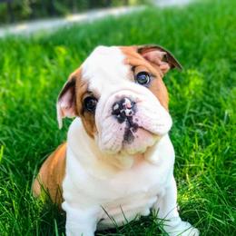 Dalton Orange - Red and white male Bulldog puppy in Laurel, Montana from Bull Mountain Bulldogs