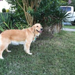 Golden Retriever All Grown Up from Sipek’s Golden Retrievers of the Springs