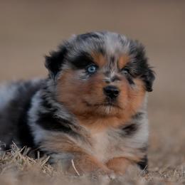 Samuel - Blue merle male Miniature Australian Shepherd puppy in Hartman, Arkansas from Southern Edition Aussies