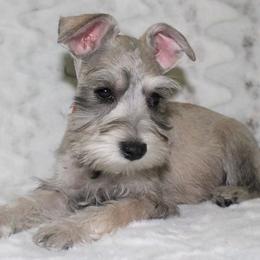 Miniature Schnauzer Puppies from Schnauzers on Robinson Lane
