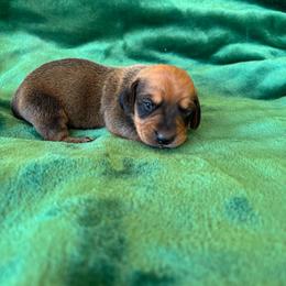 Hank - Red male Dachshund puppy in Opelika, Alabama from Dachshund Darlins