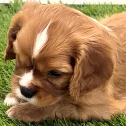 Shrek - Ruby male Cavalier King Charles Spaniel puppy in Corpus Christi, Texas from Kings Cross Cavaliers