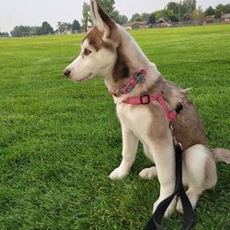 Siberian Husky All Grown Up from The Husky Barn