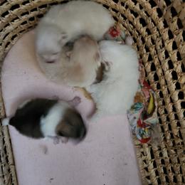 Pomeranian Puppies from BabyBooPoms