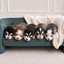 Mulan - Red and white female Pomsky puppy in Wausau, Wisconsin from Arctic Star Pomskies