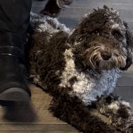 Cockapoos, Double Doodles, Goldendoodles, Poodles, and Shihpoos from Peace, Love, and Puppies at the Creek