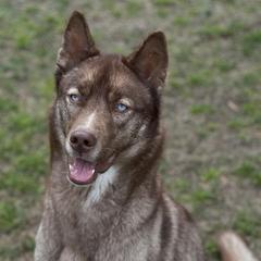 Siberian Huskies from H & M Huskies
