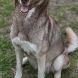 Siberian Huskies from H & M Huskies