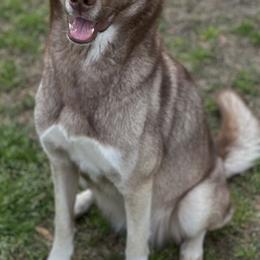 Siberian Huskies from H & M Huskies