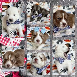 Siberian Husky Puppies from Freedom Run Acres