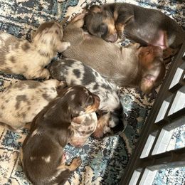 Dachshund puppies from Mis Doxie