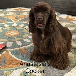 Leilah - Cocker Spaniel