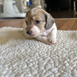 Dachshund Puppies from L & J Kennel