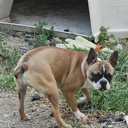 Lily - Boston Terrier
