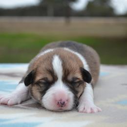 Maple - Red female Pembroke Welsh Corgi puppy in Edna, Texas from MG Corgis
