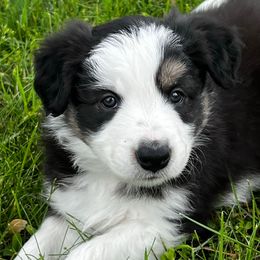 Dobby - Tri-color male Border Collie puppy in Dorr, Michigan from Pineview Farm
