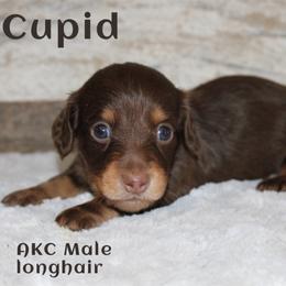 Cupid - Chocolate and tan male Dachshund puppy in Paris, Texas from Kuttin’ Up Mini Aussies