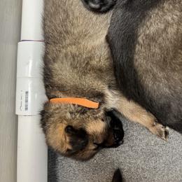 German Shepherd Puppies from Shenango Valley Shepherds