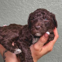 Sunny - Brown male Poodle puppy in Midwest City, Oklahoma from Strawberry Hill Puppy Patch