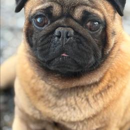DoughBoy - Fawn male Pug puppy in Olin, North Carolina from Piggy Pugs