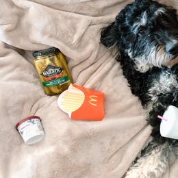 Bernedoodles from Wroth's Pawsibilities