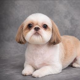 Rachel - Shih Tzu