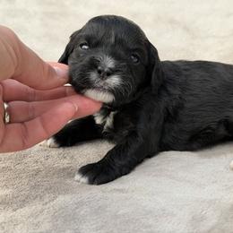 Everest - purple collar - Black and white female Cavapoo puppy in Colorado Springs, Colorado from Shining Star Doodles