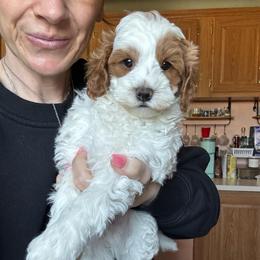 Zeus - Blenheim male Cavapoo puppy in Cedar City, Utah from Baird Poodles and Doodles