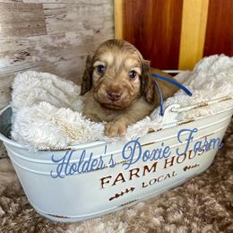 Wrigley-2200 - Cream male Dachshund puppy in Atwood, Oklahoma from Holder’s Doxie Farm