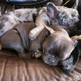 Companion Crosses from Triple H Kennels Frenchtons and French Bulldogs