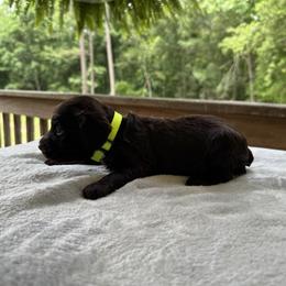 Neon Green Collar - Chocolate male Boykin Spaniel puppy in Comer, Georgia from Weavers Kennels