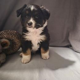Comet - Black tri male Toy Australian Shepherd puppy in Humansville, Missouri from Tater Tot aussies