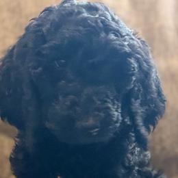 Coco - Black male Goldendoodle puppy in Arlington, Texas from Chambers Doodle Patch