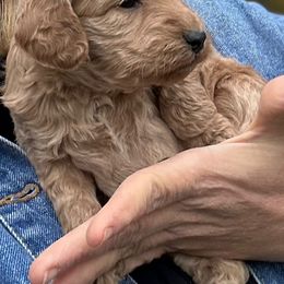 Ari - Cream female Goldendoodle puppy in Mint Hill, North Carolina from DoodleForever
