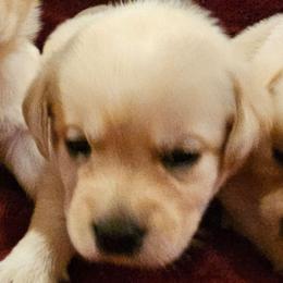 Pinky - Yellow female Labrador Retriever puppy in Siloam Springs, Arkansas from Karemy Kennels (Karemy Labradors)