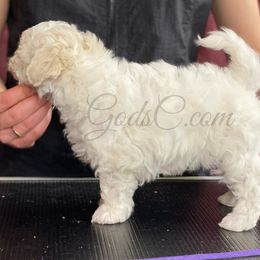Bichon Frise puppies from God’s Creatures