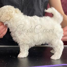 Bichon Frise puppies from God’s Creatures