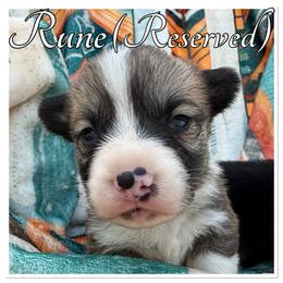 Rune - Red and white male American Corgi puppy in Scottown, Ohio from Wyndy Ridge Corgis